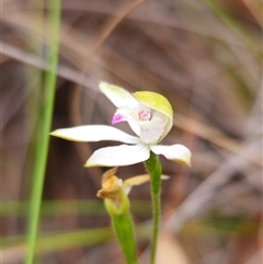 Caladenia moschata at Jingera, NSW - suppressed