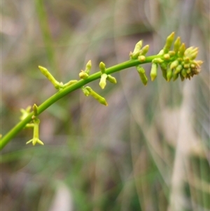 Stackhousia viminea at Jingera, NSW - 7 Nov 2024