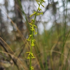 Stackhousia viminea at Jingera, NSW - 7 Nov 2024