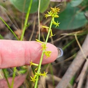 Stackhousia viminea at Jingera, NSW - 7 Nov 2024