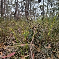 Stackhousia viminea at Jingera, NSW - 7 Nov 2024