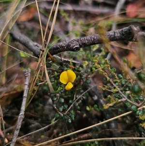 Bossiaea sp. at Jingera, NSW - 7 Nov 2024