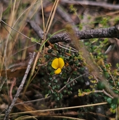 Bossiaea sp. at Jingera, NSW - 7 Nov 2024