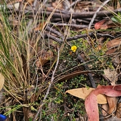 Bossiaea sp. at Jingera, NSW - 7 Nov 2024