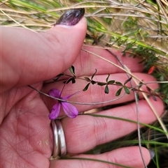 Tetratheca bauerifolia at Jingera, NSW - 7 Nov 2024