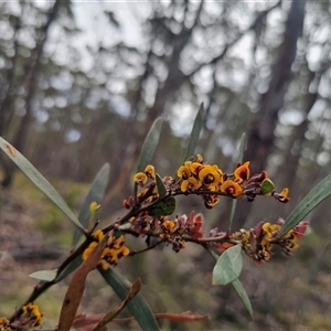 Daviesia suaveolens at Jingera, NSW - 7 Nov 2024 03:32 PM