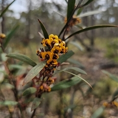 Daviesia suaveolens at Jingera, NSW - 7 Nov 2024