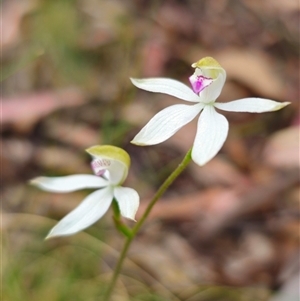 Caladenia moschata at Jingera, NSW - 7 Nov 2024