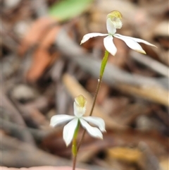 Caladenia moschata at Jingera, NSW - 7 Nov 2024