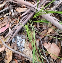 Lomandra filiformis subsp. filiformis at Jingera, NSW - 7 Nov 2024 04:26 PM