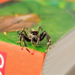 Helpis minitabunda (Threatening jumping spider) at Anembo, NSW - 7 Nov 2024 by Csteele4