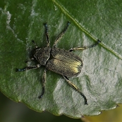 Diphucephala sp. (genus) (Green Scarab Beetle) at Monash, ACT - 7 Nov 2024 by debhart