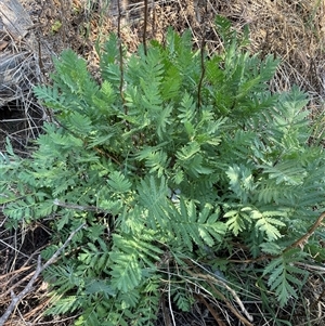 Tanacetum vulgare at Mitchell, ACT - 6 Nov 2024