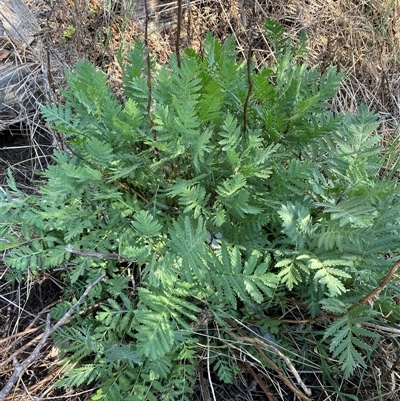 Tanacetum vulgare (Tansy) at Mitchell, ACT - 5 Nov 2024 by SteveBorkowskis