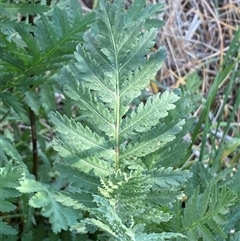 Tanacetum vulgare at Mitchell, ACT - 6 Nov 2024