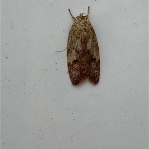 Oligoloba severa at Whitlam, ACT - 7 Nov 2024 02:51 PM