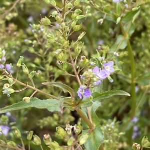 Veronica anagallis-aquatica at Whitlam, ACT - 7 Nov 2024