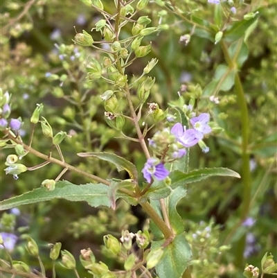 Veronica anagallis-aquatica (Blue Water Speedwell) at Whitlam, ACT - 7 Nov 2024 by SteveBorkowskis