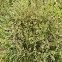 Veronica anagallis-aquatica at Whitlam, ACT - 7 Nov 2024