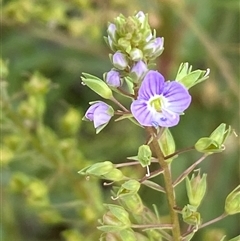 Veronica anagallis-aquatica at Whitlam, ACT - 7 Nov 2024