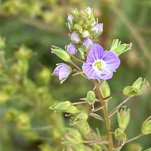 Veronica anagallis-aquatica at Whitlam, ACT - 7 Nov 2024