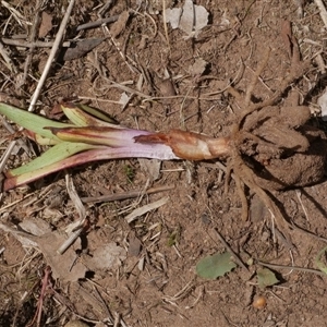 Disa bracteata at Freshwater Creek, VIC - 3 Nov 2024 01:26 PM