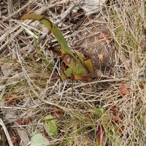 Disa bracteata at Freshwater Creek, VIC - 3 Nov 2024 01:26 PM