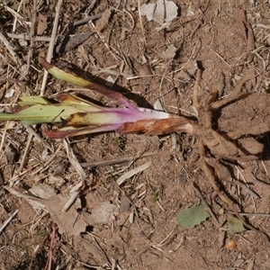 Disa bracteata at Freshwater Creek, VIC - 3 Nov 2024 01:26 PM