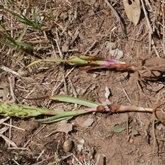 Disa bracteata at Freshwater Creek, VIC - 3 Nov 2024 01:26 PM