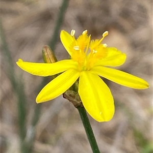 Tricoryne elatior at Whitlam, ACT - 7 Nov 2024