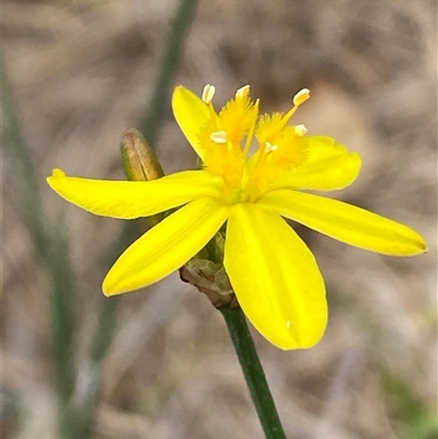 Tricoryne elatior (Yellow Rush Lily) at Whitlam, ACT - 7 Nov 2024 by SteveBorkowskis