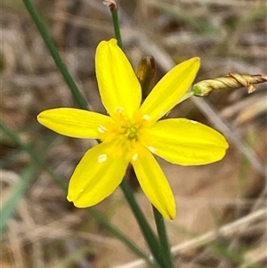 Tricoryne elatior at Whitlam, ACT - 7 Nov 2024