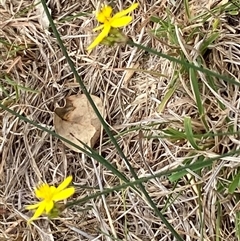 Tricoryne elatior at Whitlam, ACT - 7 Nov 2024