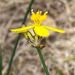 Tricoryne elatior at Whitlam, ACT - 7 Nov 2024