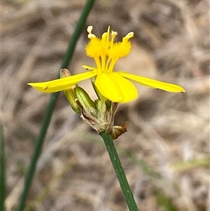 Tricoryne elatior at Whitlam, ACT - 7 Nov 2024