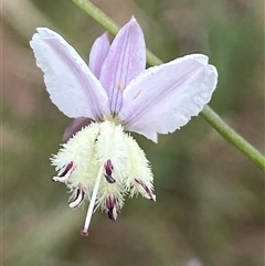 Arthropodium milleflorum (Vanilla Lily) at Hawker, ACT - 7 Nov 2024 by SteveBorkowskis