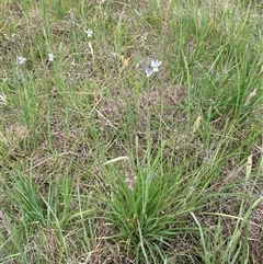 Arthropodium milleflorum at Hawker, ACT - 7 Nov 2024 10:17 AM