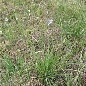 Arthropodium milleflorum at Hawker, ACT - 7 Nov 2024