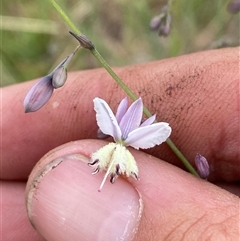 Arthropodium milleflorum at Hawker, ACT - 7 Nov 2024