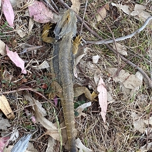 Pogona barbata at Hawker, ACT - 7 Nov 2024