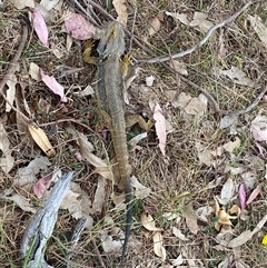 Pogona barbata at Hawker, ACT - 7 Nov 2024