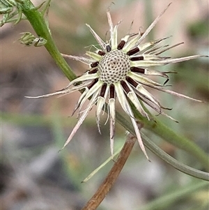 Tolpis barbata at Whitlam, ACT - 7 Nov 2024