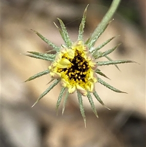 Tolpis barbata at Whitlam, ACT - 7 Nov 2024