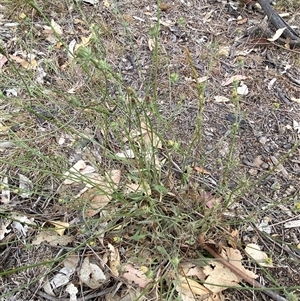 Tolpis barbata at Whitlam, ACT - 7 Nov 2024 02:46 PM