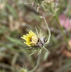 Tolpis barbata at Whitlam, ACT - 7 Nov 2024 02:46 PM