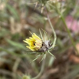 Tolpis barbata at Whitlam, ACT - 7 Nov 2024