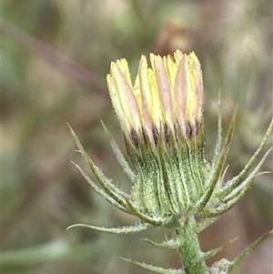 Tolpis barbata at Whitlam, ACT - 7 Nov 2024