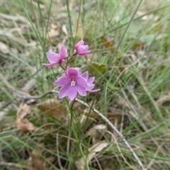 Thelymitra ixioides (Dotted Sun Orchid) at Charleys Forest, NSW - 6 Nov 2022 by arjay