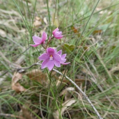 Thelymitra ixioides (Dotted Sun Orchid) at Charleys Forest, NSW - 6 Nov 2022 by arjay