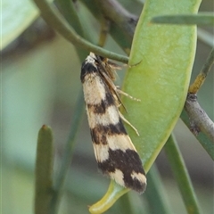 Thallarcha partita (Dark-banded Footman) at Hall, ACT - 7 Nov 2024 by Anna123